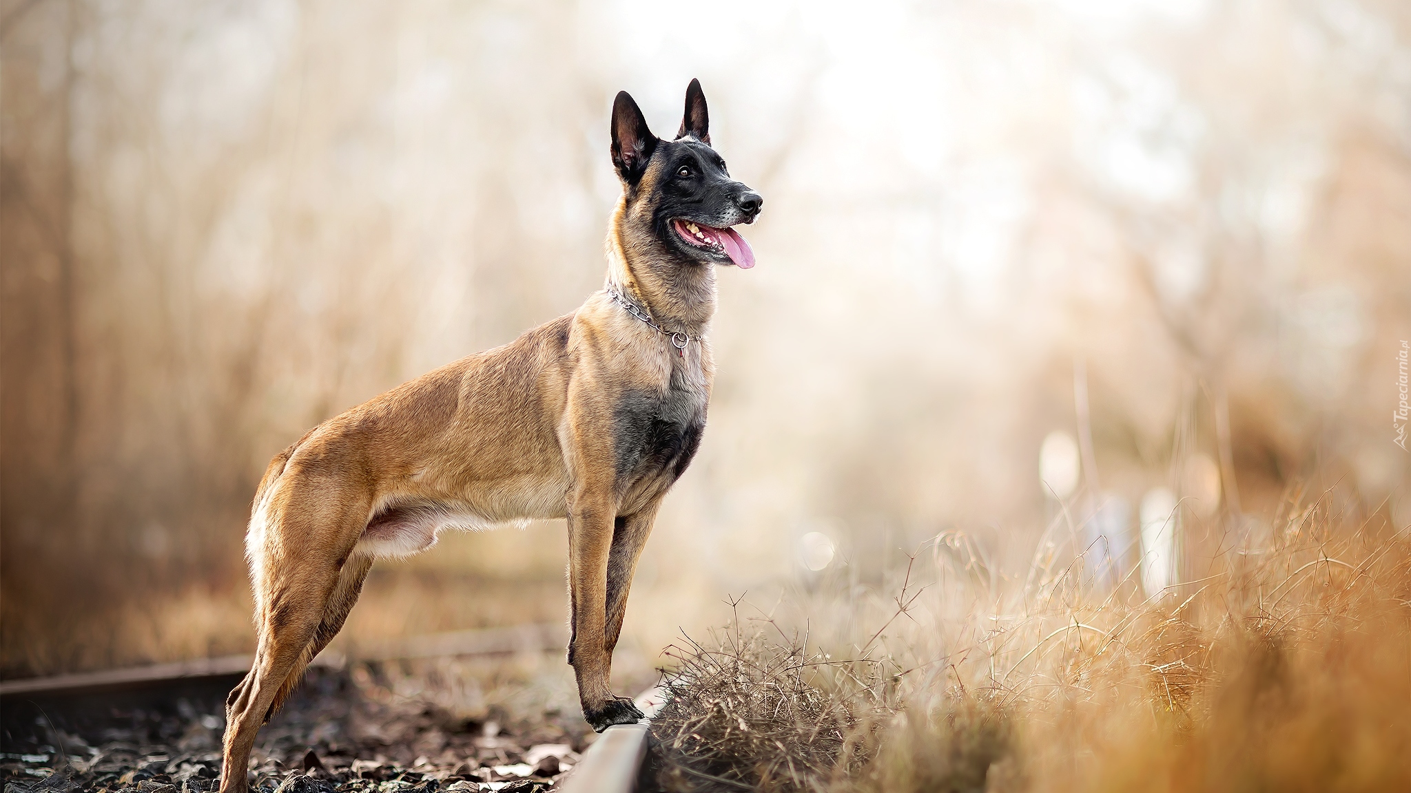 Все породы собак на букву М с фото и описанием | dogsacademy