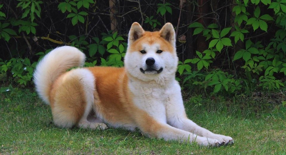 7 малоизвестных фактов об акита-ину| dogsacademy