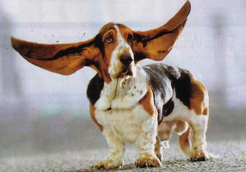Собака с самыми длинными в мире ушами | dogsacademy