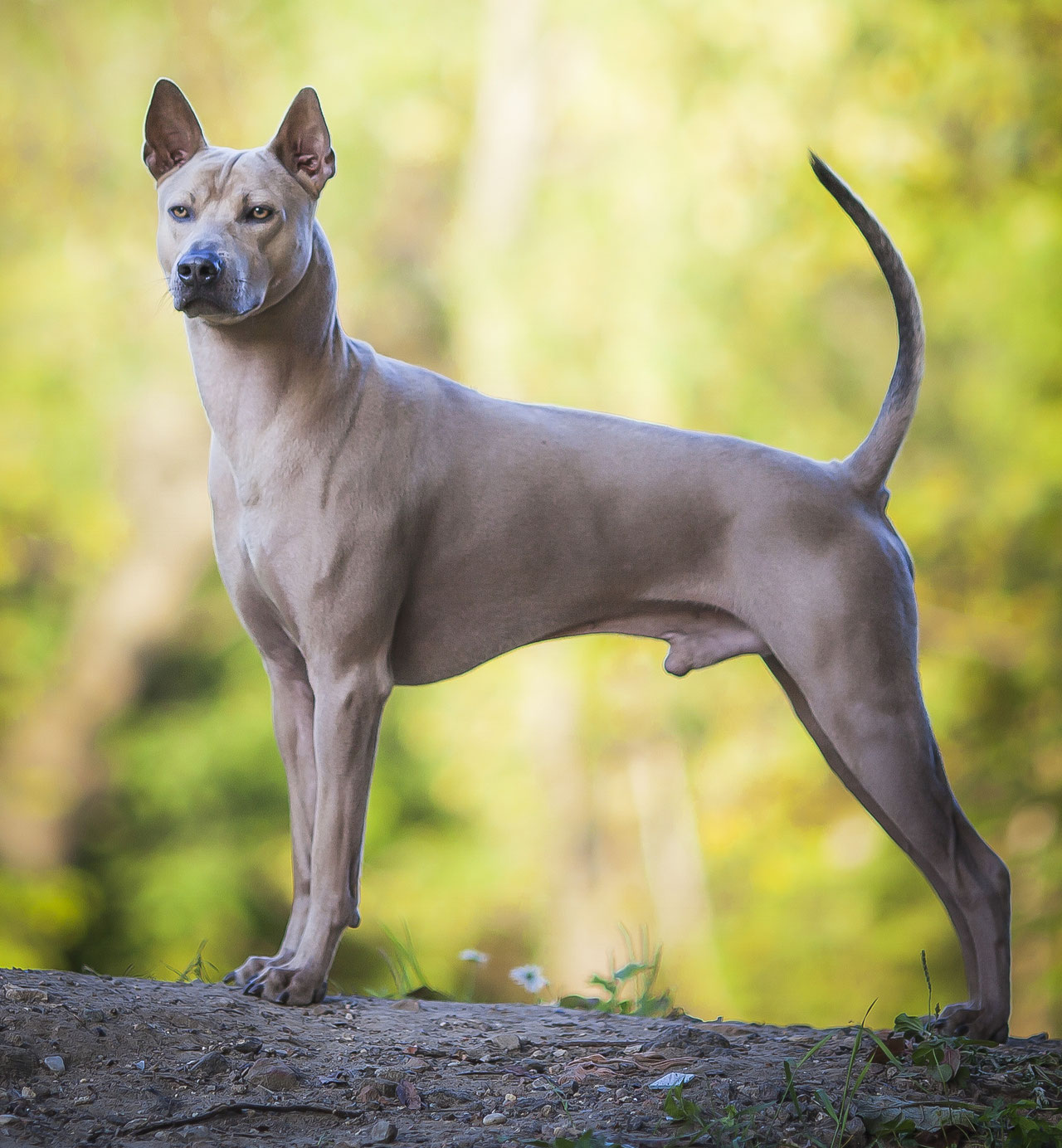 Все породы собак на букву Т с фото и описанием | dogsacademy